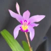 Bletilla 'Kate' Cold Hardy Ground Orchid Live Plant – 3 inch Pot - Image 1