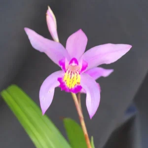 Bletilla 'Kate' Cold Hardy Ground Orchid Live Plant – 3 inch Pot - Image 1