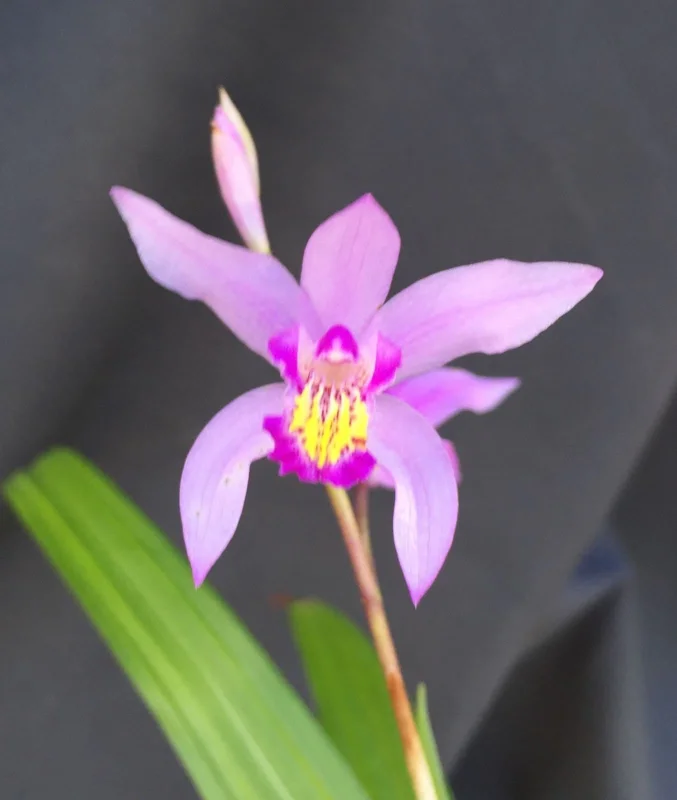 Bletilla 'Kate' Cold Hardy Ground Orchid Live Plant – 3 inch Pot - Image 1