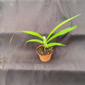 Bletilla Terracotta Princess Orchid Live Plant – Cold Hardy, Shipped in 3