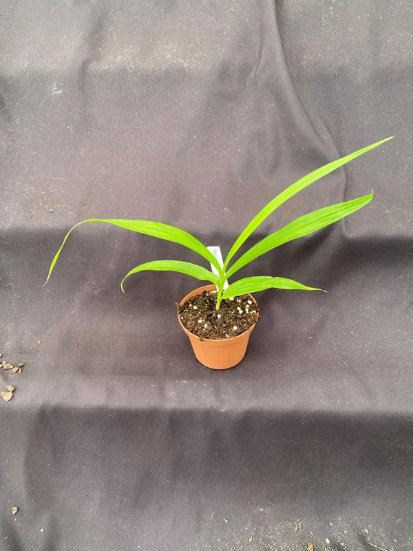 Bletilla Terracotta Princess Orchid Live Plant – Cold Hardy, Shipped in 3" Pot - Image 2