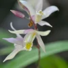 Bletilla Terracotta Princess Orchid Live Plant – Cold Hardy, Shipped in 3" Pot - Image 1