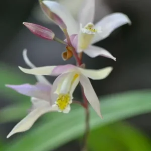 Bletilla Terracotta Princess Orchid Live Plant – Cold Hardy, Shipped in 3