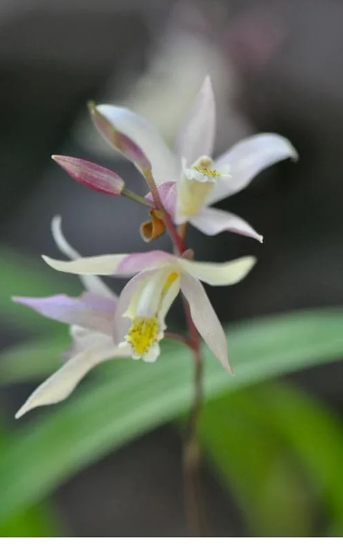 Bletilla Terracotta Princess Orchid Live Plant – Cold Hardy, Shipped in 3" Pot - Image 1