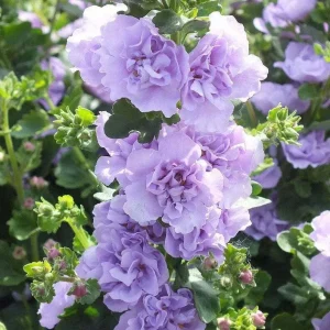 Blue Bacopa Hollyhock Seeds - 25 Seed Pack - Perennial Garden Flower - Image 9