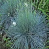 Blue Fescue 'Elijah Blue' Ornamental Grass – Live Plant – Outdoor - Image 1