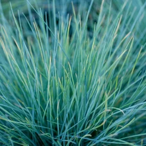 Blue Fescue 'Elijah Blue' Ornamental Grass – Live Plant – Outdoor - Image 2