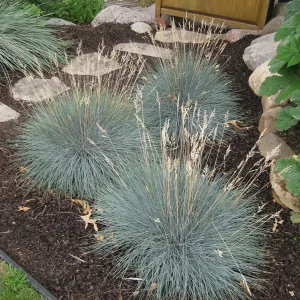Blue Fescue 'Elijah Blue' Ornamental Grass – Live Plant – Outdoor - Image 3
