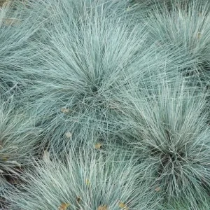 Blue Fescue 'Elijah Blue' Ornamental Grass – Live Plant – Outdoor - Image 4