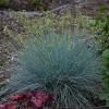 Blue Fescue Grass 'Blue Whiskers' Live Plant – Perennial Ornamental Grass - Image 1