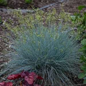 Blue Fescue Grass 'Blue Whiskers' Live Plant – Perennial Ornamental Grass - Image 1