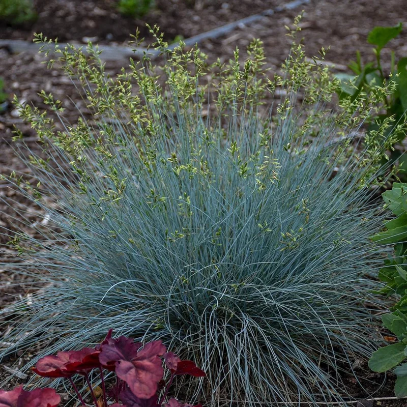 Blue Fescue Grass 'Blue Whiskers' Live Plant – Perennial Ornamental Grass - Image 1