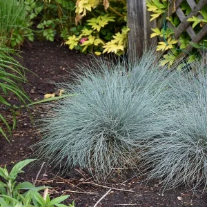 Blue Fescue Grass 'Blue Whiskers' Live Plant – Perennial Ornamental Grass - Image 2