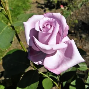 Blue Girl Rose Cuttings - 3 Unrooted 6