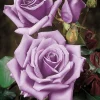 Blue Girl Rose Cuttings - 3 Unrooted 6" Live Plant Cuttings, Shrub, Awarded - Image 1