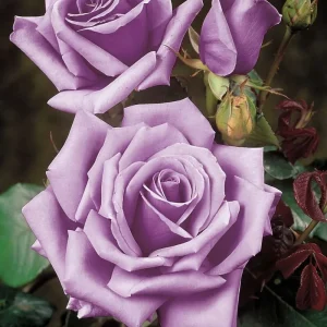 Blue Girl Rose Cuttings - 3 Unrooted 6