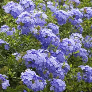 Blue Plumbago Live Plant – 1 Gallon Pot – Outdoor Shrub – Perennial - Image 3