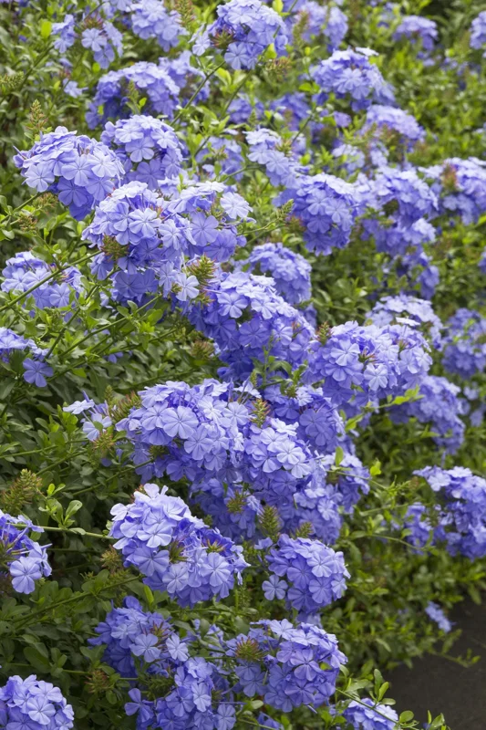 Blue Plumbago Live Plant – 1 Gallon Pot – Outdoor Shrub – Perennial - Image 3
