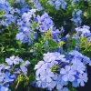 Blue Plumbago Live Plant – 1 Gallon Pot – Outdoor Shrub – Perennial - Image 1