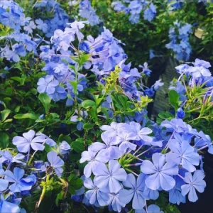 Blue Plumbago Live Plant – 1 Gallon Pot – Outdoor Shrub – Perennial - Image 1