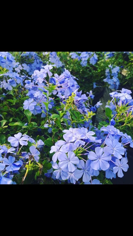 Blue Plumbago Live Plant – 1 Gallon Pot – Outdoor Shrub – Perennial - Image 1