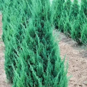 Blue Point Juniper Plant – Live Shrub – Juniperus chinensis – 1 Qt Container – Outdoor - Image 2