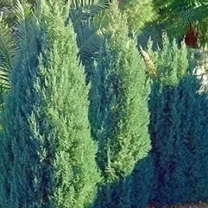 Blue Point Juniper Plant – Live Shrub – Juniperus chinensis – 1 Qt Container – Outdoor - Image 3