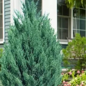 Blue Point Juniper Plant – Live Shrub – Juniperus chinensis – 1 Qt Container – Outdoor - Image 4