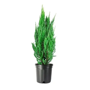 Blue Point Juniper Plant – Live Shrub – Juniperus chinensis – 1 Qt Container – Outdoor - Image 1