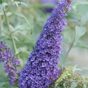Blue Purple Butterfly Bush Live Plant, Buddleja Shrub, 4-7 Inch, Outdoor Garden Container - Image 2