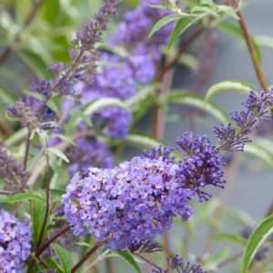 Blue Purple Butterfly Bush Live Plant, Buddleja Shrub, 4-7 Inch, Outdoor Garden Container - Image 3