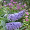 Blue Purple Butterfly Bush Live Plant, Buddleja Shrub, 4-7 Inch, Outdoor Garden Container - Image 1