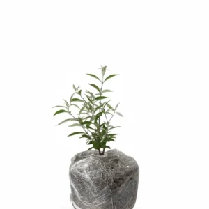 Blue Purple Butterfly Bush Live Plant, Buddleja Shrub, 4-7 Inch, Outdoor Garden Container - Image 4