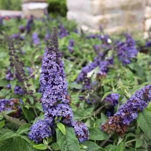 Blue Purple Butterfly Bush Live Plant, Buddleja Shrub, 4-7 Inch, Outdoor Garden Container - Image 5