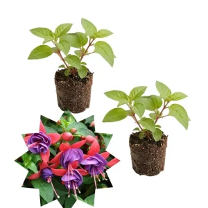Blue-Red Fuchsia Live Plant Plug – Vibrant Blooming Outdoor Plant - Image 2