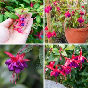 Blue-Red Fuchsia Live Plant Plug – Vibrant Blooming Outdoor Plant - Image 3