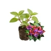Blue-Red Fuchsia Live Plant Plug – Vibrant Blooming Outdoor Plant - Image 1
