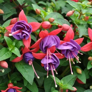 Blue-Red Fuchsia Live Plant Plug – Vibrant Blooming Outdoor Plant - Image 4