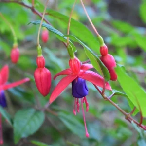 Blue-Red Fuchsia Live Plant Plug – Vibrant Blooming Outdoor Plant - Image 5