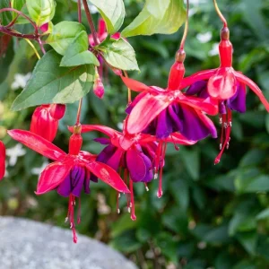 Blue-Red Fuchsia Live Plant Plug – Vibrant Blooming Outdoor Plant - Image 6