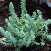 Blue Spruce Sedum Reflexum Creeping Ground Cover Stonecrop - Image 1
