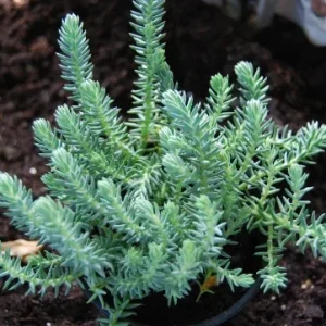 Blue Spruce Sedum Reflexum Creeping Ground Cover Stonecrop - Image 1