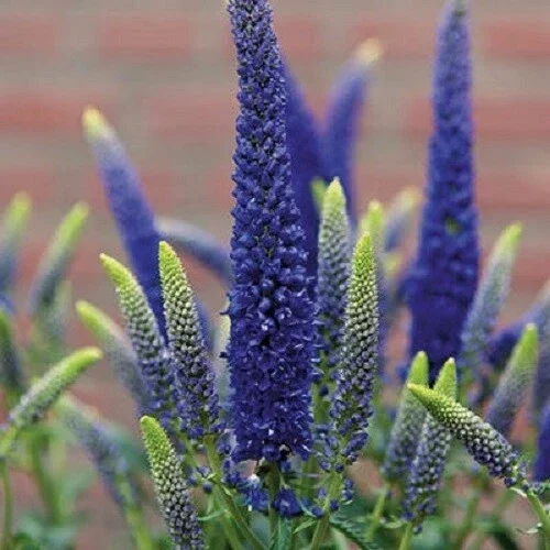 Blue Veronica Seeds - Royal Candle Speedwell Perennial Flowers - 100 Seeds - Image 6