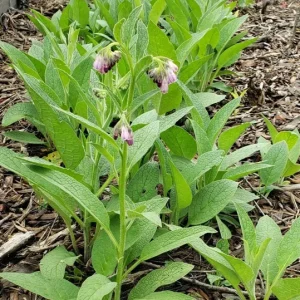 Bocking 14 Comfrey Crown Cuttings - Organic Live Plant - 1 Crown Cutting - Image 2