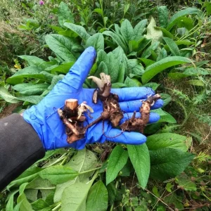 Bocking 14 Comfrey Crown Cuttings - Organic Live Plant - 3 Pack - Image 3