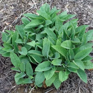 Bocking 14 Comfrey Live Plant - Perennial Herb - Knitbone Cultivar - Image 2