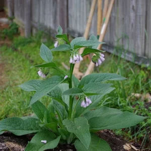 Bocking 14 Comfrey Plant Crown Cuttings - Organic, 10 Cuttings - Image 4