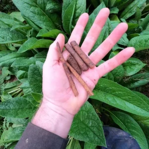 Bocking #4 Comfrey Plant Crown Cuttings - 10 Organic Bare Root Cuttings - Image 5