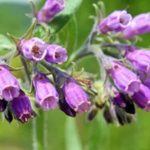 Bocking #4 Comfrey Plant Crown Cuttings - 5 Pack - Fast Growing Organic - Image 1