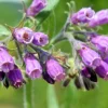 Bocking #4 Comfrey Plant Crown Cuttings - Organic, Fast Growing, 3-Pack - Image 1
